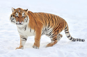 Obraz na płótnie Canvas Tygrys