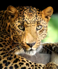 Foto op Canvas Leopard portrait © byrdyak