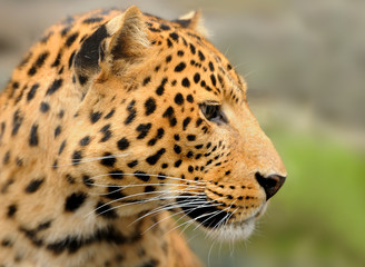 Naklejka na ściany i meble Leopard portrait