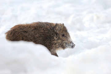Wild boar