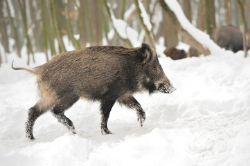 Wild boar