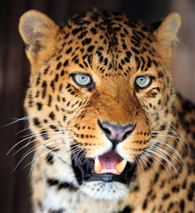 Leopard portrait