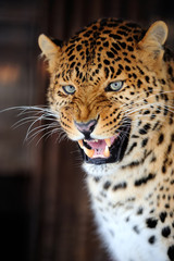 Leopard portrait