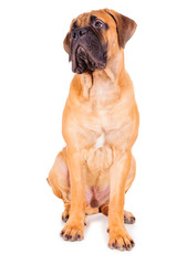 Obraz premium red puppy bullmastiff