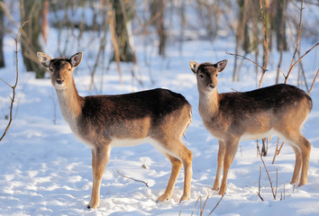 Young deer