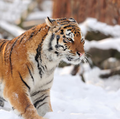 Obraz premium Tiger