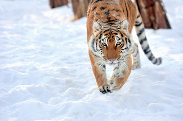 Obraz premium Tiger