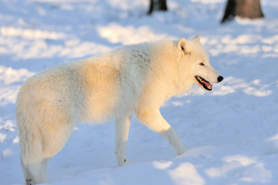 Wolf