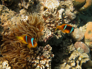 Fototapeta na wymiar dwa anemon ryba z anemon