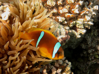 Fototapeta na wymiar anemonenfisch strona