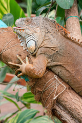 Iguana