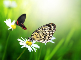 Exotics butterflies on daisy flower