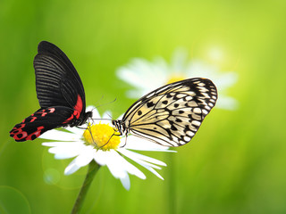 Exotics butterflies on daisy flower