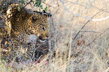 Leopard (panthera pardus) with his kill under a tree