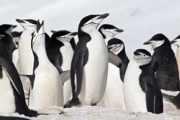 Abwaschbare Fototapete Antarktis Lärmende Zügelpinguine auf Half Moon Island