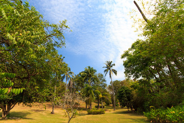 Obraz premium beautiful tropical garden over blue sky