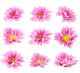 Collage blooming pink chrysanthemum