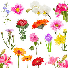 Collage of blooming flowers