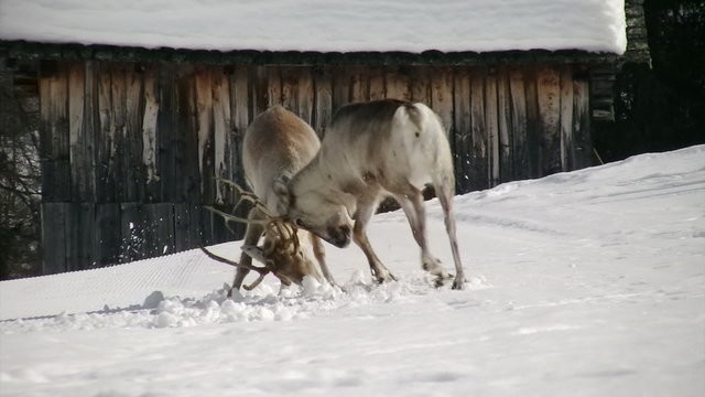 stunning reindeer fight first part