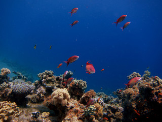 Fototapeta na wymiar czerwony ryb