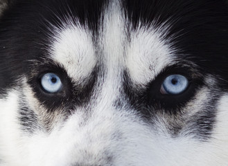 Close up on blue eyes of husky
