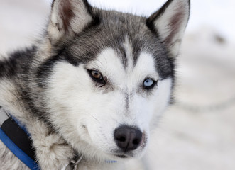 Husky portrait