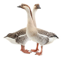 two goose