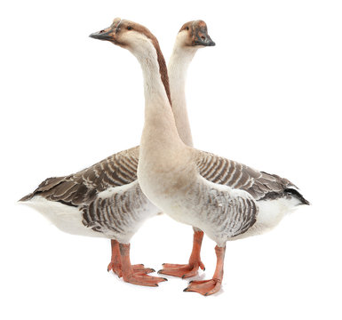 two goose