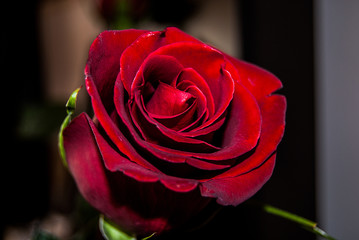 A red rose with love