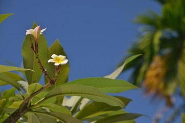 White Frangipani flowers in Singapore Botanic Gardens