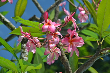 Pink Frangipani flowers in Singapore Botanic Gardens