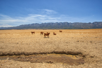 Wild Cows