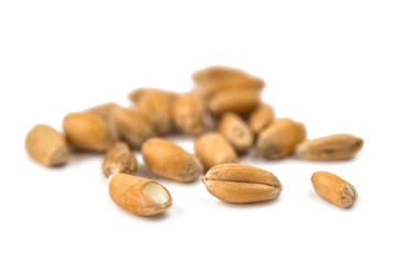 wheat isolated
