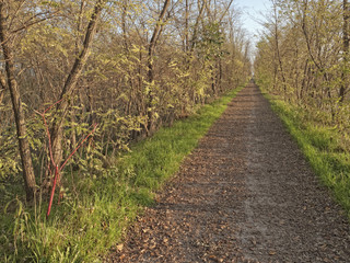 Dirt road perspective along a riverbank
