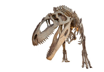 Naklejka premium Szkielet Giganotosaurus izolowane