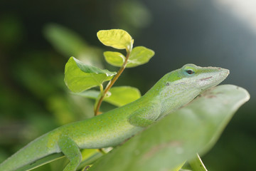 Lizard
