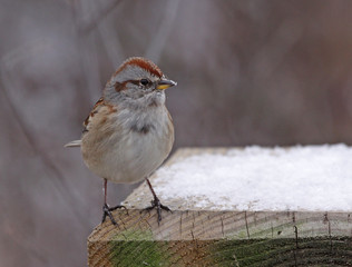 An American Tree Sparrow (Spizella arborea) sitting on a  bird feeder in winter.  Shot in Southern Ontario, Canada..