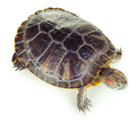 Obraz premium red ear turtle isolated on white