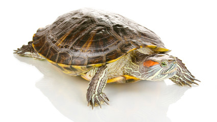 red ear turtle isolated on white