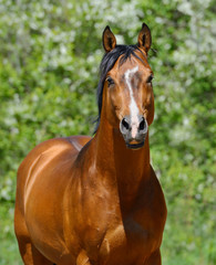 Bay stallion of Ukrainian riding breed