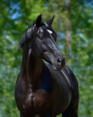 Obraz na płótnie Canvas Black stallion of Russian riding breed