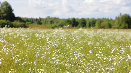 Beautiful panorama of a flower field with forrest behind