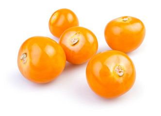 physalis group