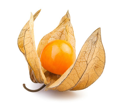 Physalis One