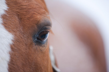 Horse Eye Closeup