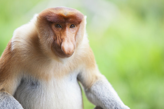 A proboscis monkey, Sandakan.