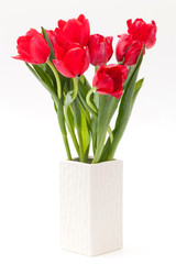 tulip in vase