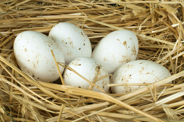 Naklejka na ściany i meble Organic domestic white eggs in straw nest