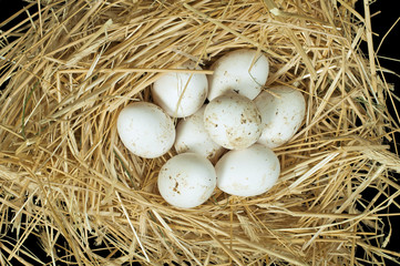 Naklejka na ściany i meble Organic domestic white eggs in straw nest