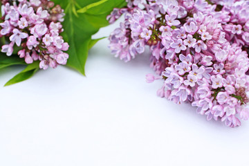 Beautiful lilac flowers white background